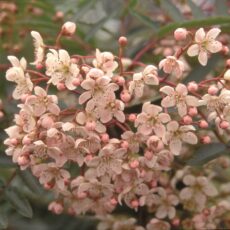 5038838005459 1 Sorbus Cashmiriana 12l.jpg